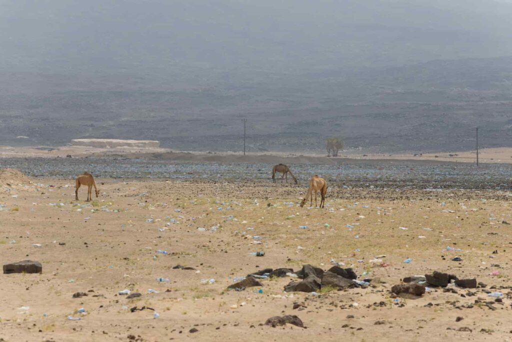 potential harm to camels in the region from plastic pollution