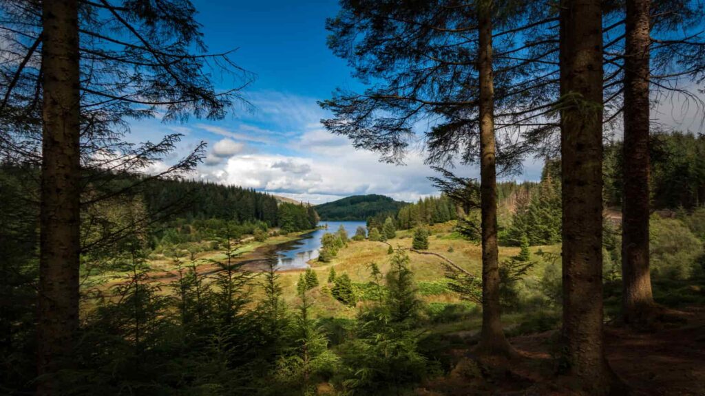 scotland’s forests
