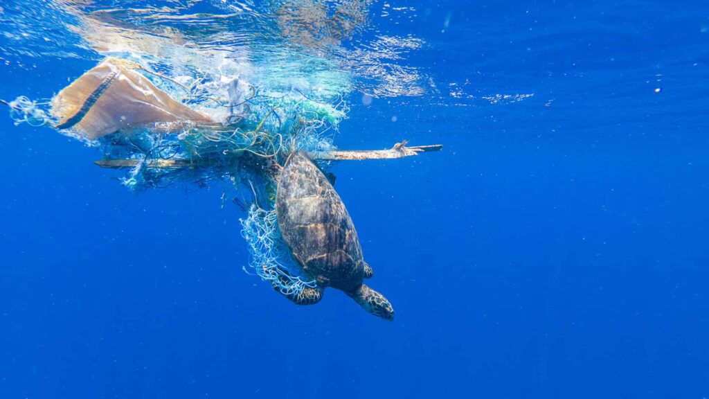 sea turtles have a 22 per cent chance of dying if they ingest onepieceof plastic