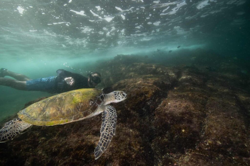Sheikh Fahim swims with sea turtles