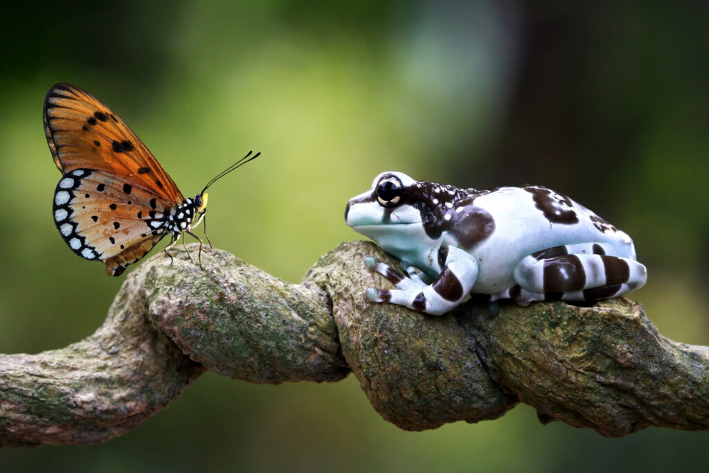 butterfly and frog look at one another