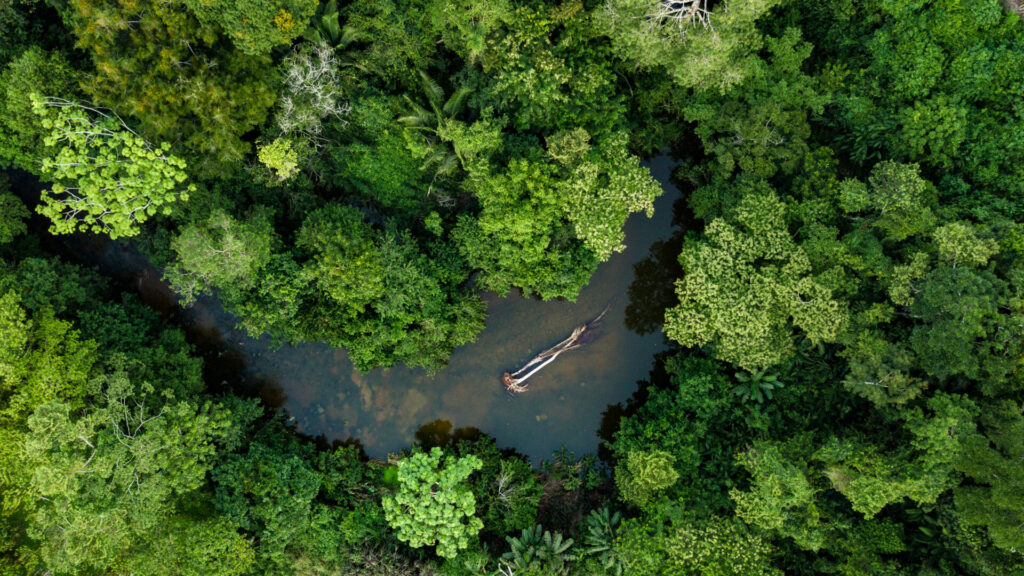 aerial view of a rainforest river as a reference to world rainforest day 
