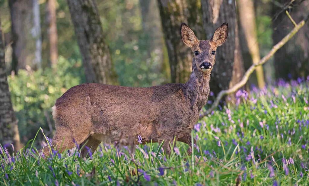 startled roe deer in forest