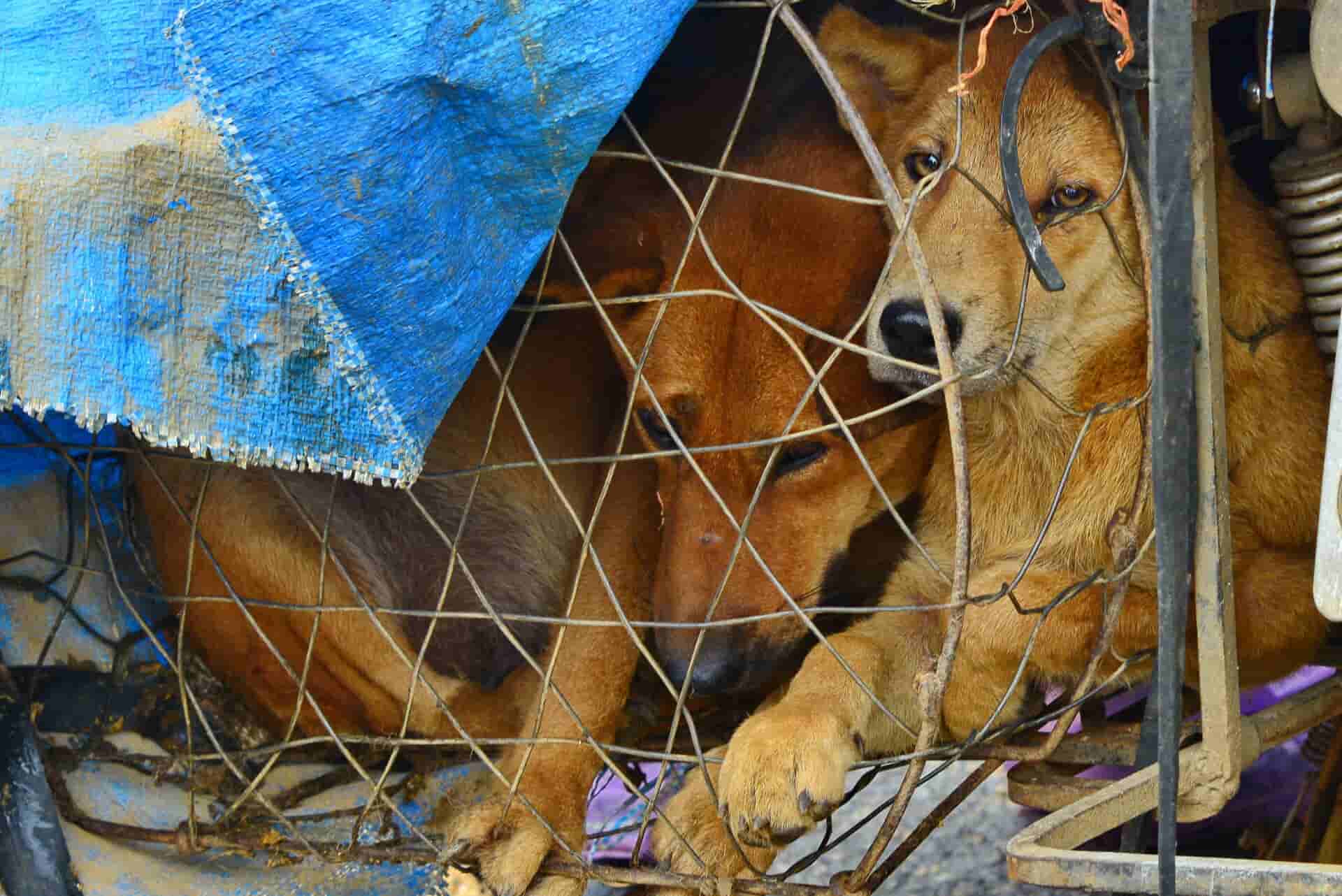 the barbaric yulin festival where dogs are eaten for luck