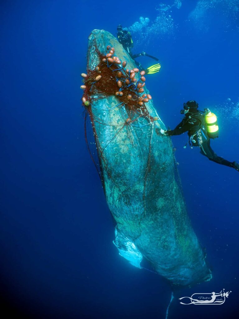 The humpback whale was freed from illegal fishing nets