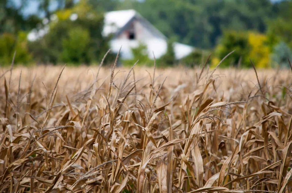 The midwest drought has had a major impact of local farmers