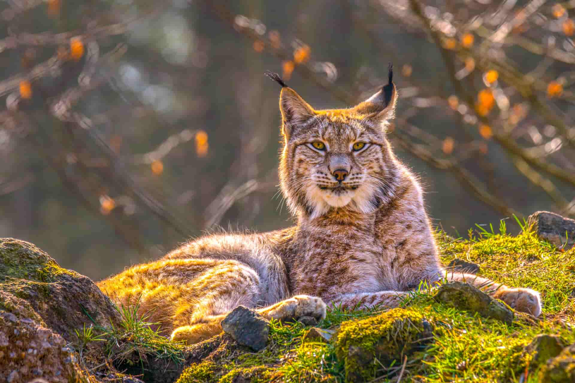 the missing lynx