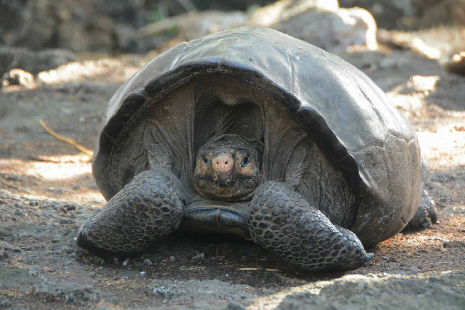 Tortoise Discovered in Galápagos Islands