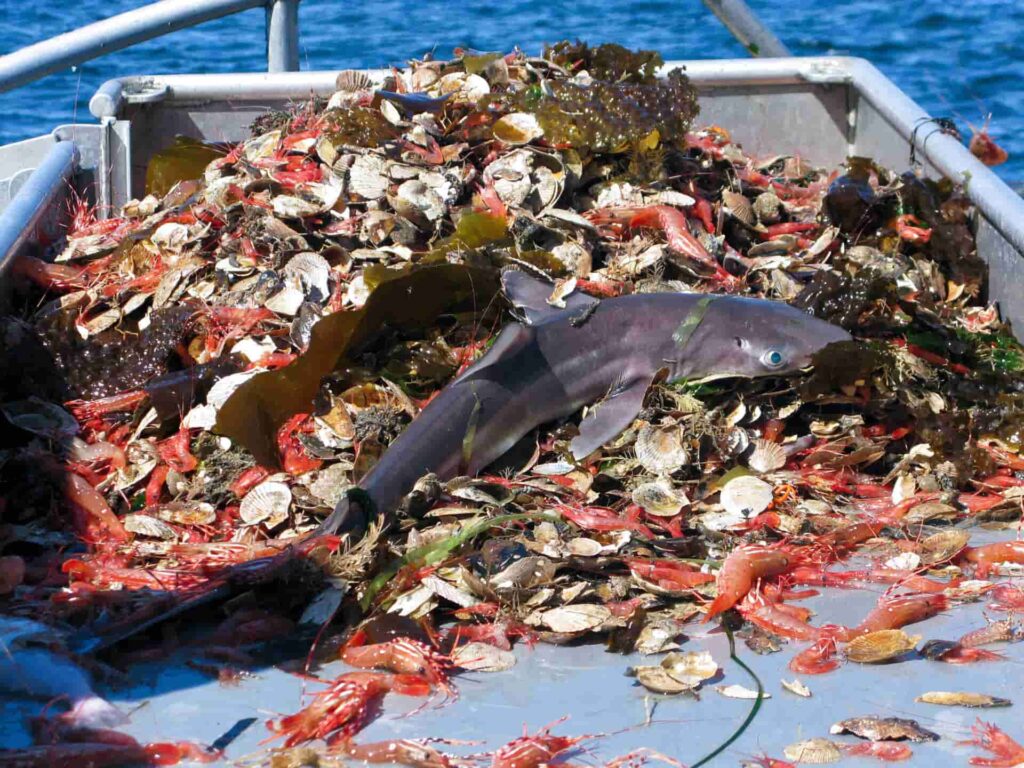77 per cent of sharks are threatened with extinction
