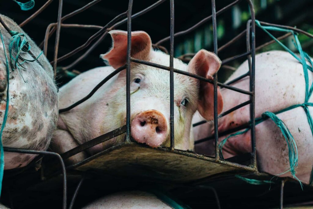 85 per cent of EU Sow Farms Keep Pigs in ‘Cruel Cages’