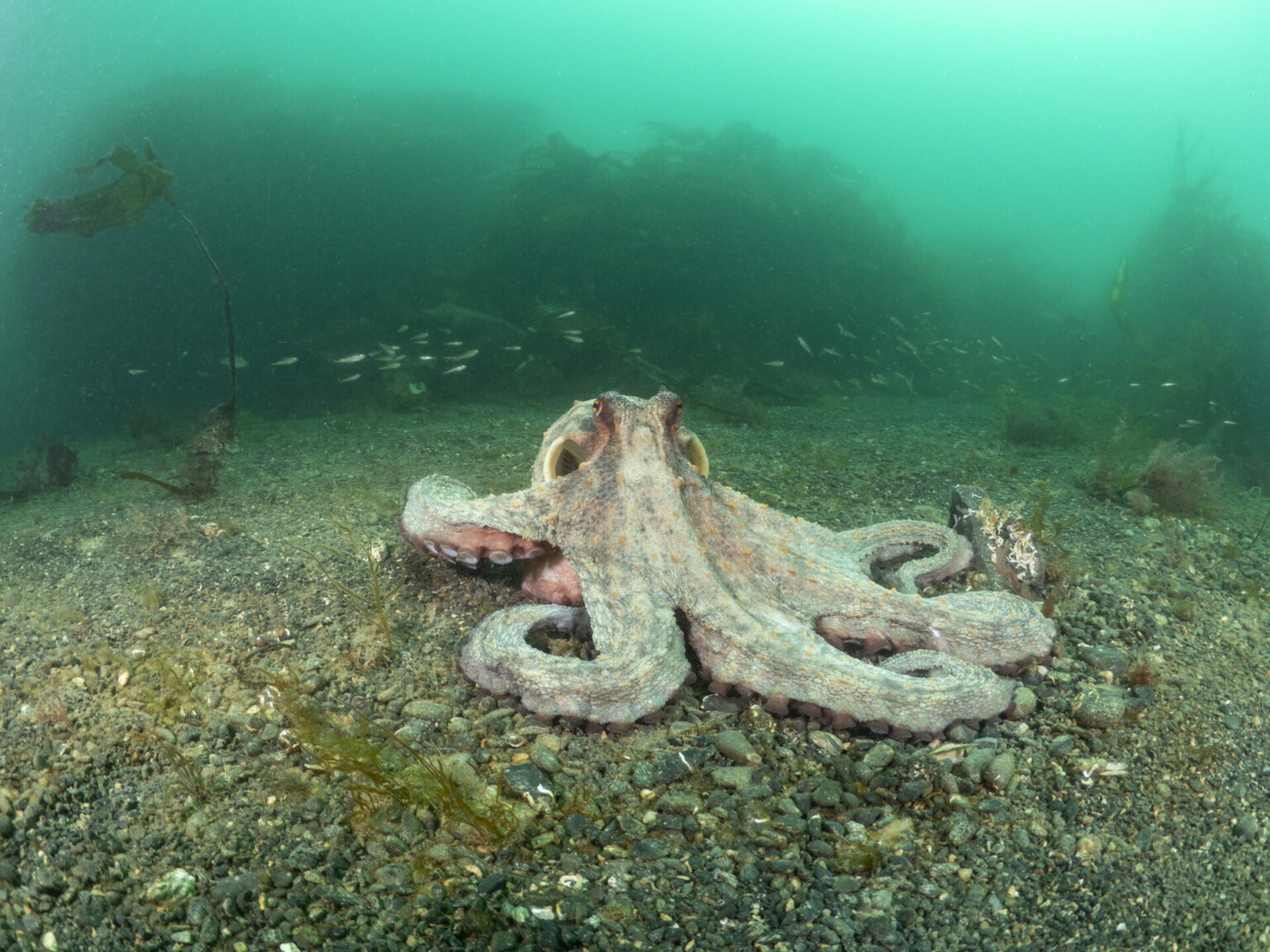 Octopus Numbers Surge Off UK's Cornish Coast