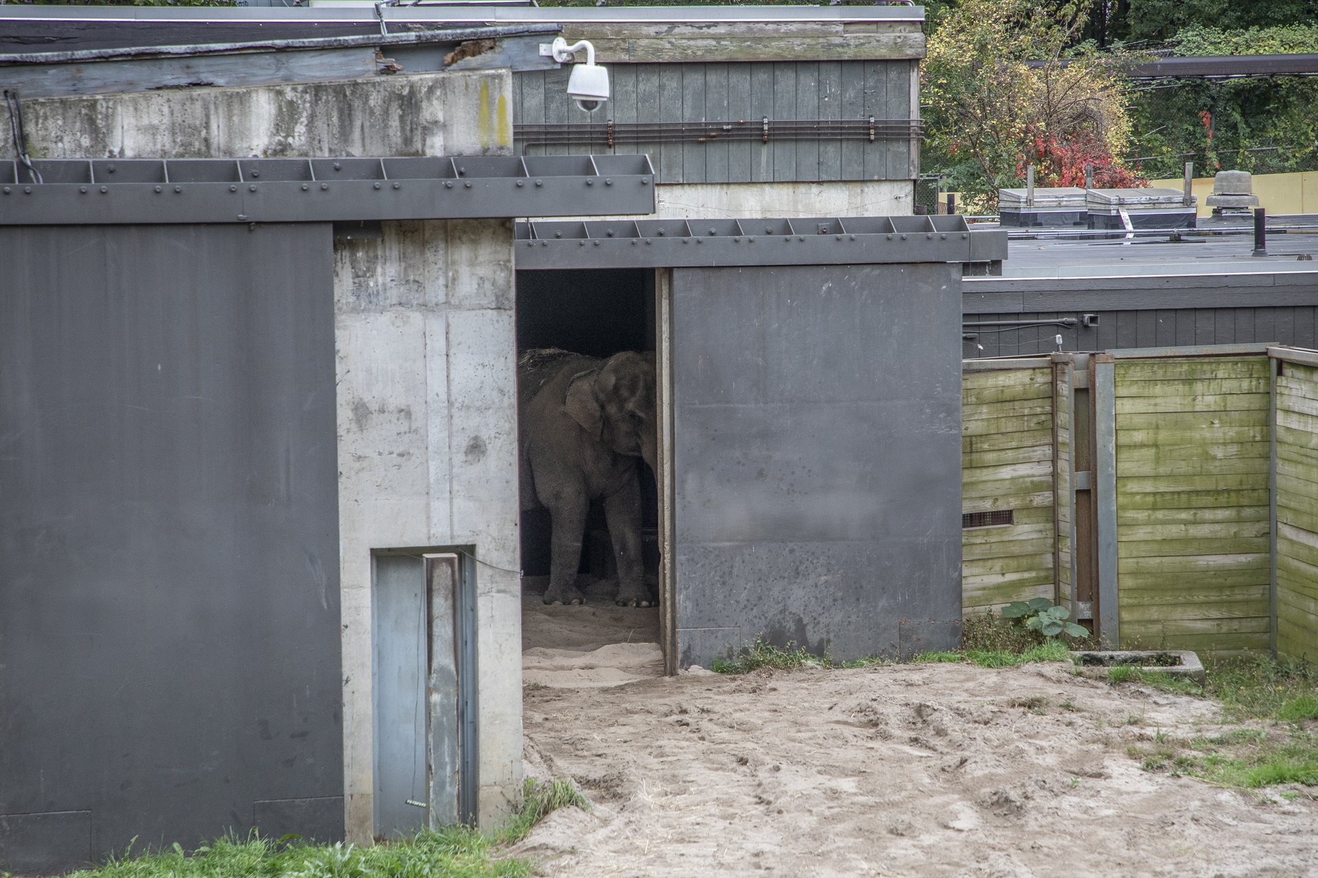 The Unhappy Tale Of The Fight To Free Happy The Melancholy Elephant