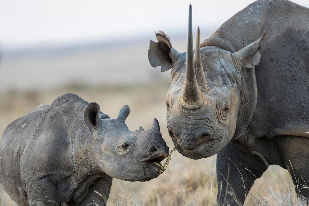 Black rhinoceros mother and calf, Lewa & Borana