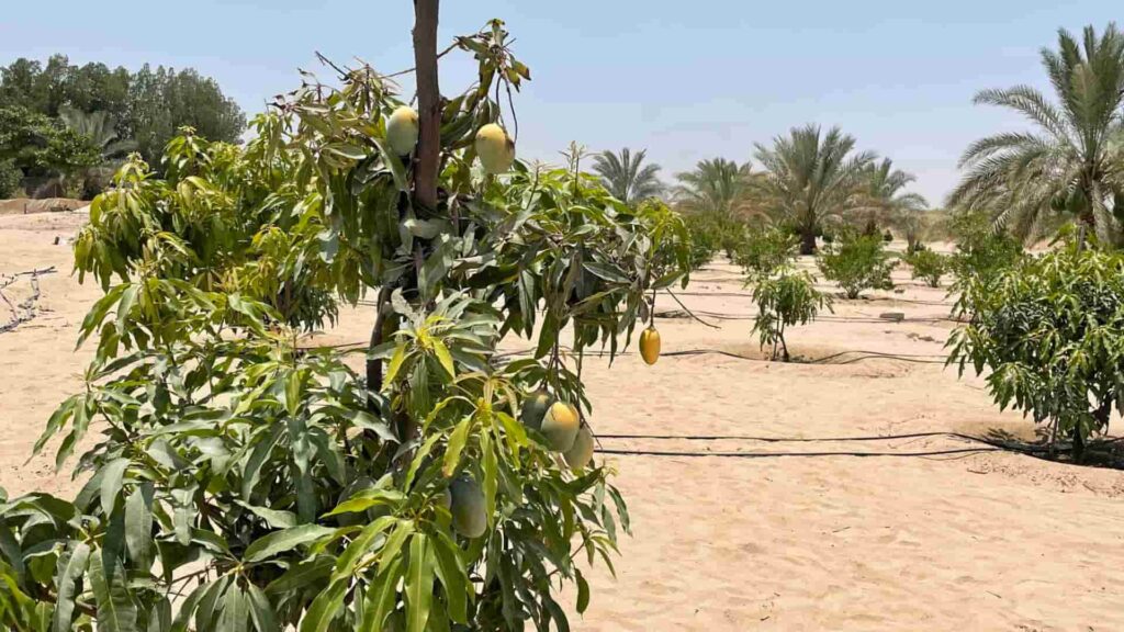 Al Ajban Farms, Abu Dhabi where Magic Sand has enabled mangoes, amongst other crops, to grow.