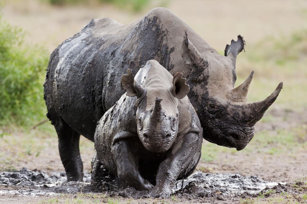 black rhinoceros diceros bicornis female and young in the mud