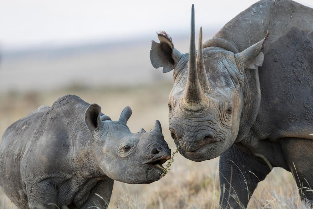 black rhinoceros mother and calf lewa & borana