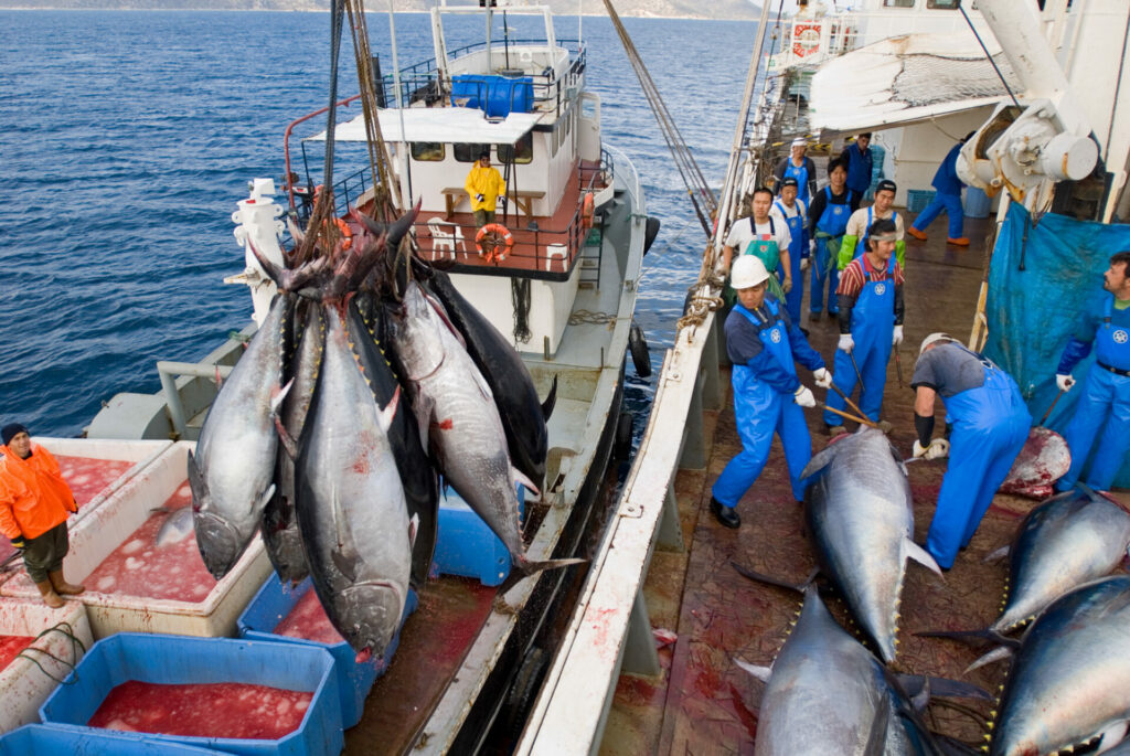 New Study: Protecting Large Ocean Areas Doesn't Curb Fishing Catches