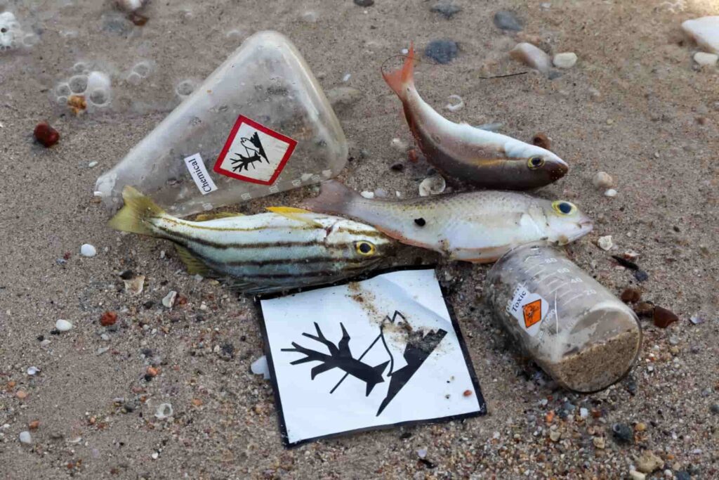 chemical contaminants in fish