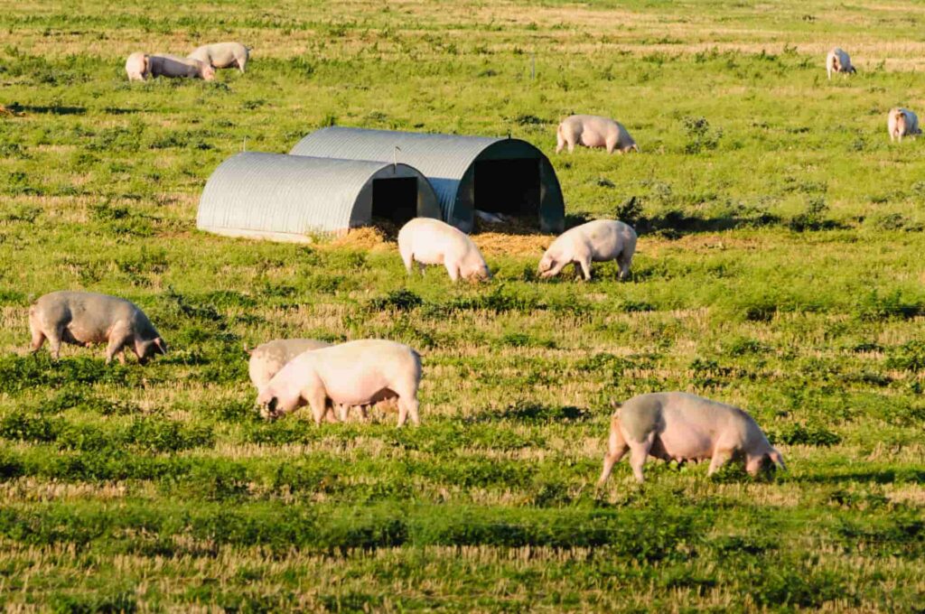 Consumers are being advised to buy from organic and free range producers or opt for meat free alternatives.