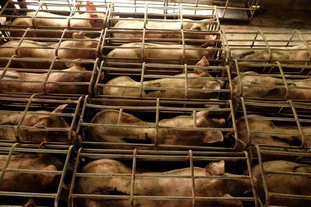 CWF’s investigators said that 85 per cent of pigs in the EU are kept in cages.