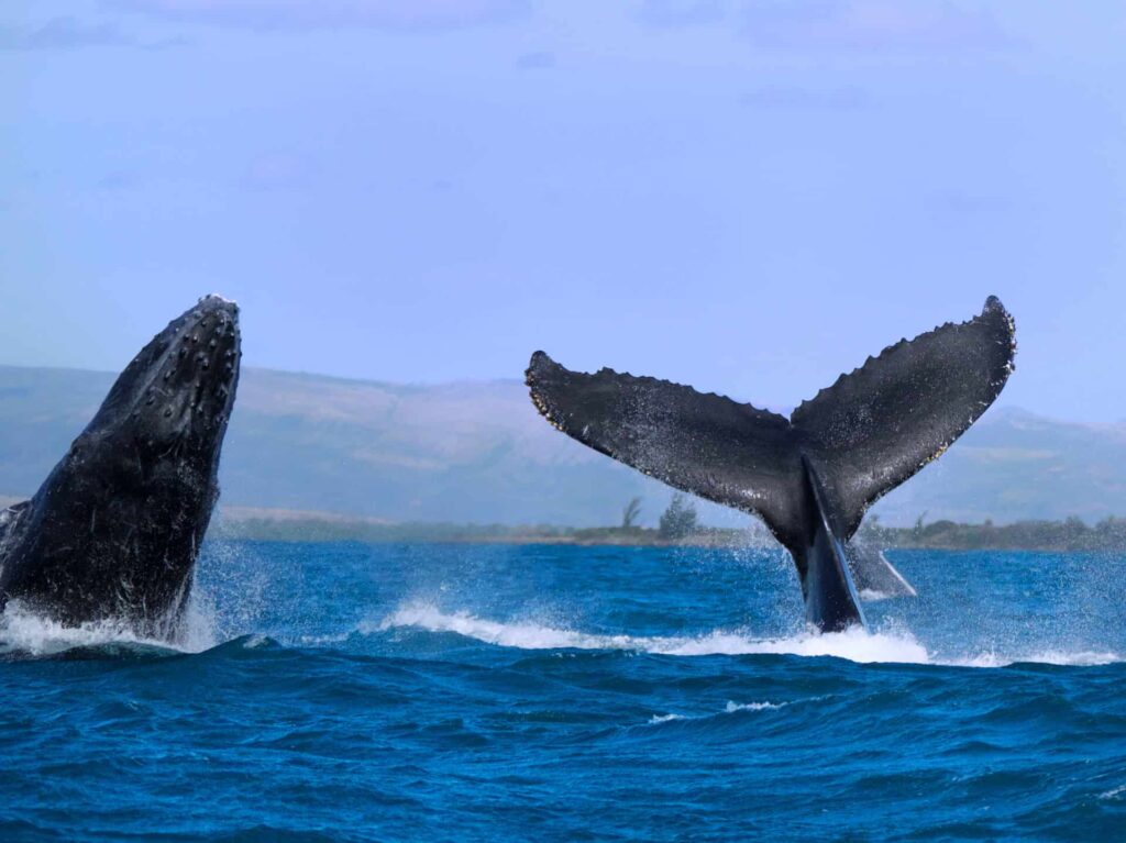 Humpback whales migrate along the north east coast of Madagascar