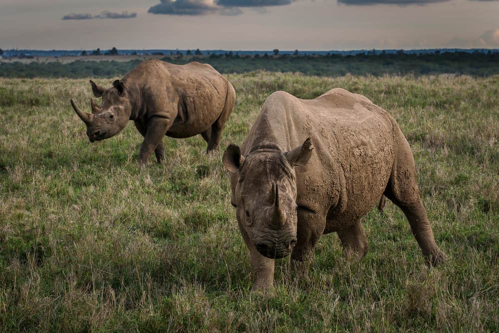 Kenya’s Black Rhinos Are On the Rise
