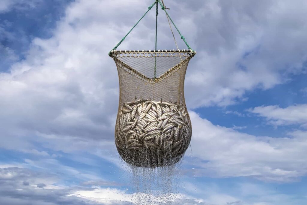 overfishing evidenced by huge net full of fish