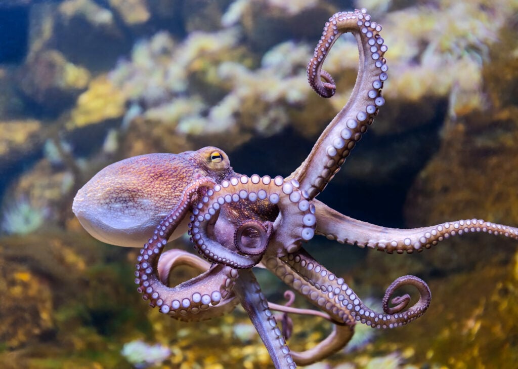 octopus in the sea 