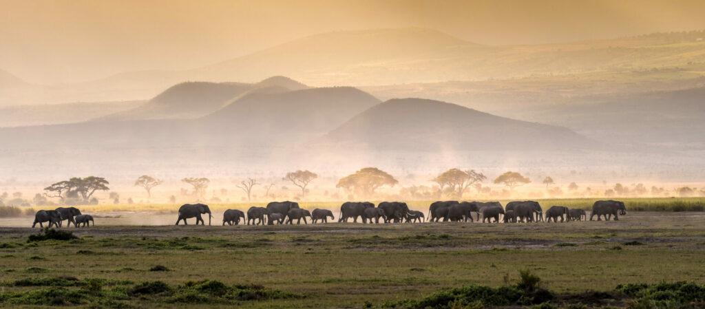 elephants walking in the Savannah