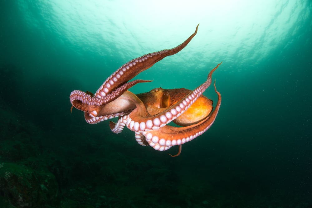 octopus swimming in ocean n