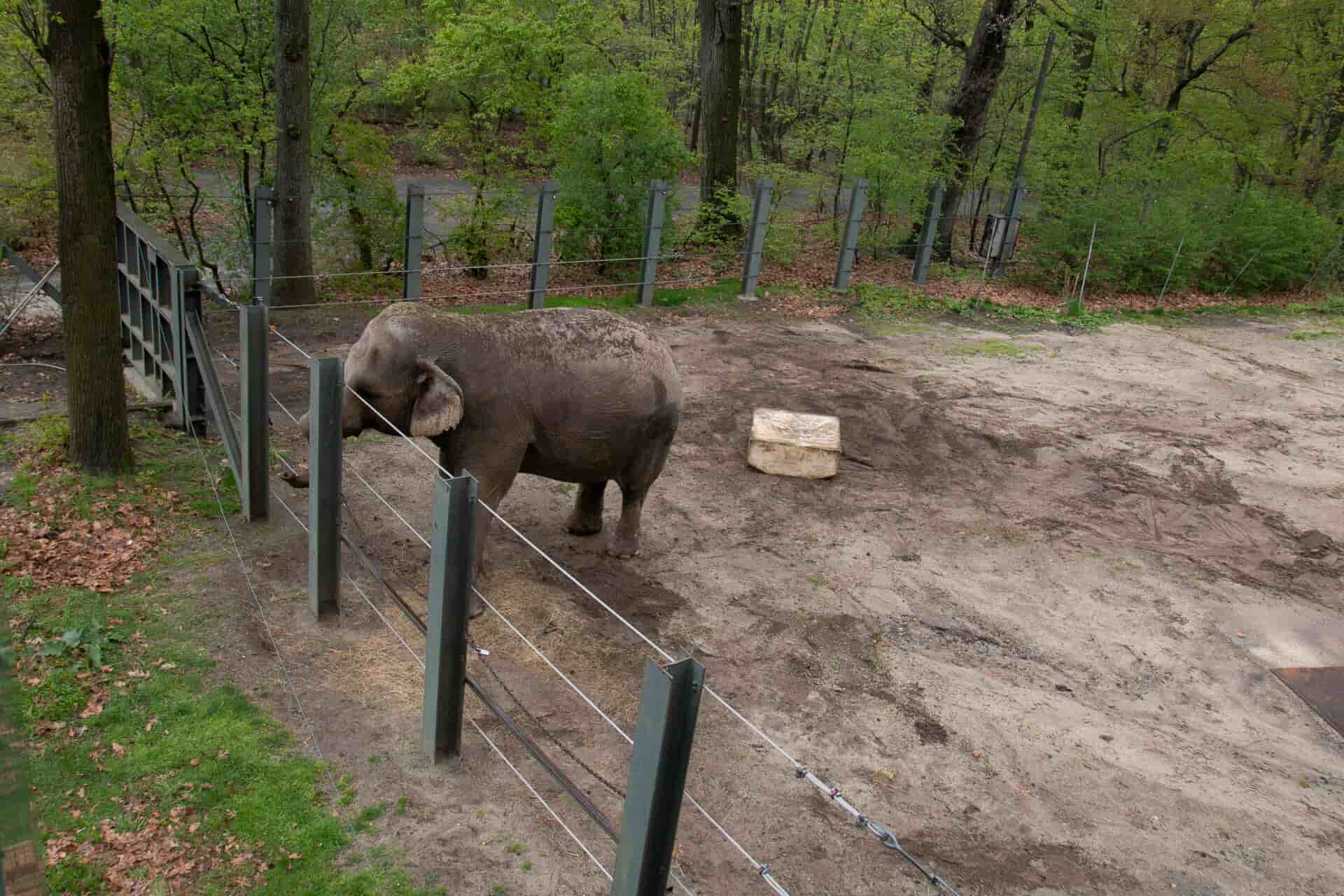 The Unhappy Tale of the Fight to Free Happy the Melancholy Elephant