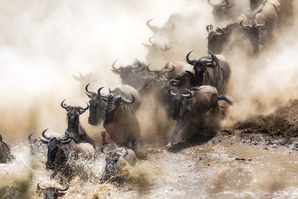 wildebeests in the great migration