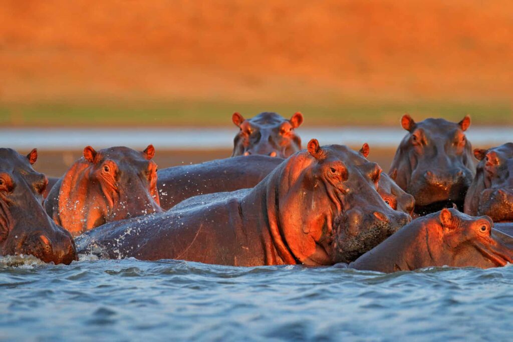 Africa Calls to Protect World’s Remaining Hippos