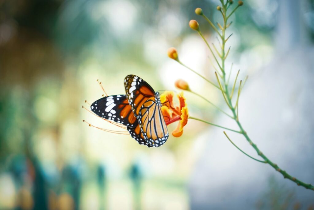 butterfly on orange plant