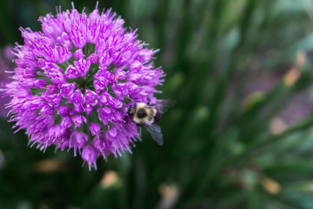 bee on purple flower head suggesting pollinators are essential for a sustainable garden