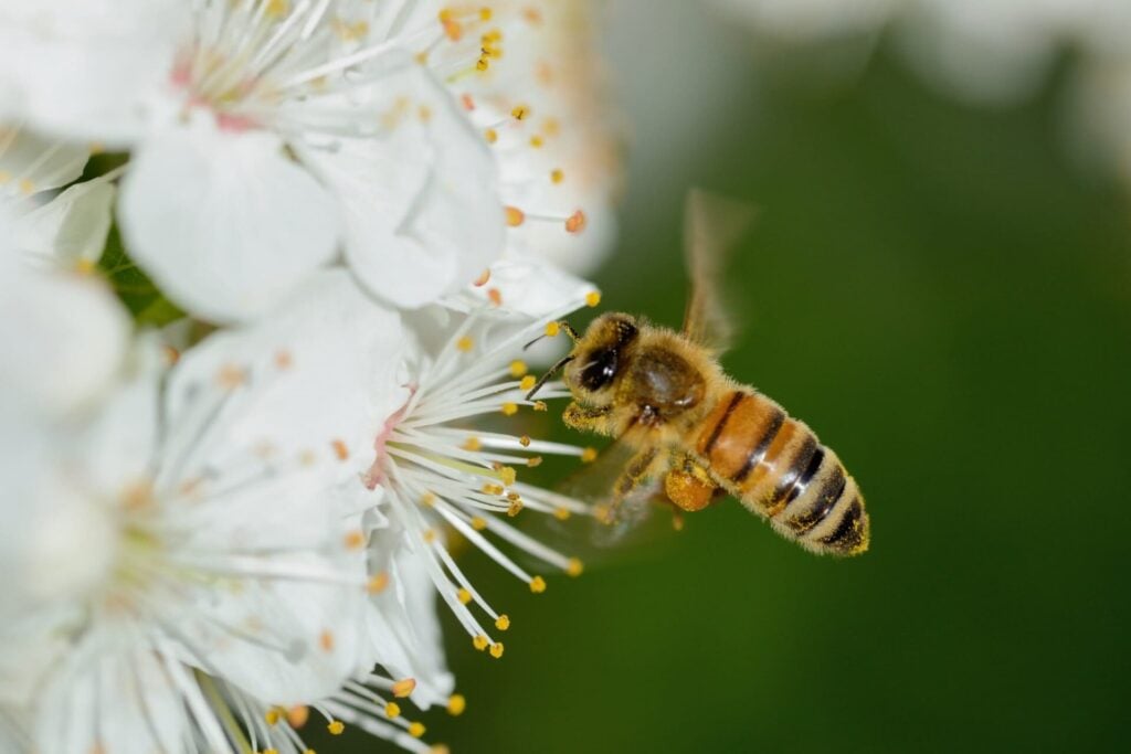 Honey Bees