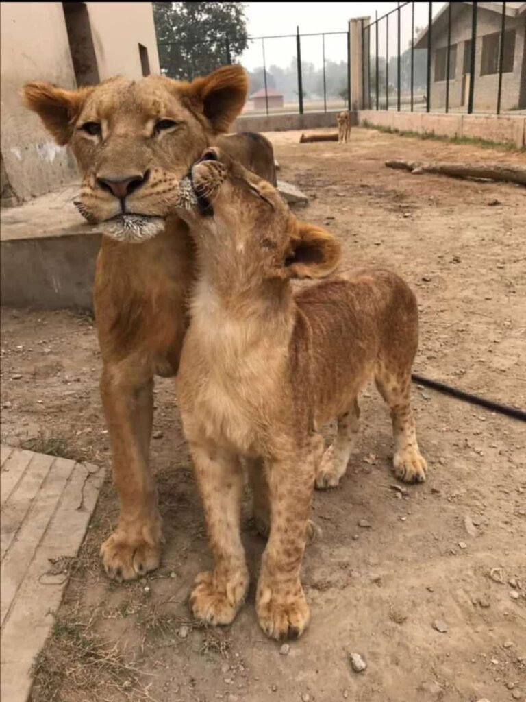 Lions at Lahore Safari Zoo