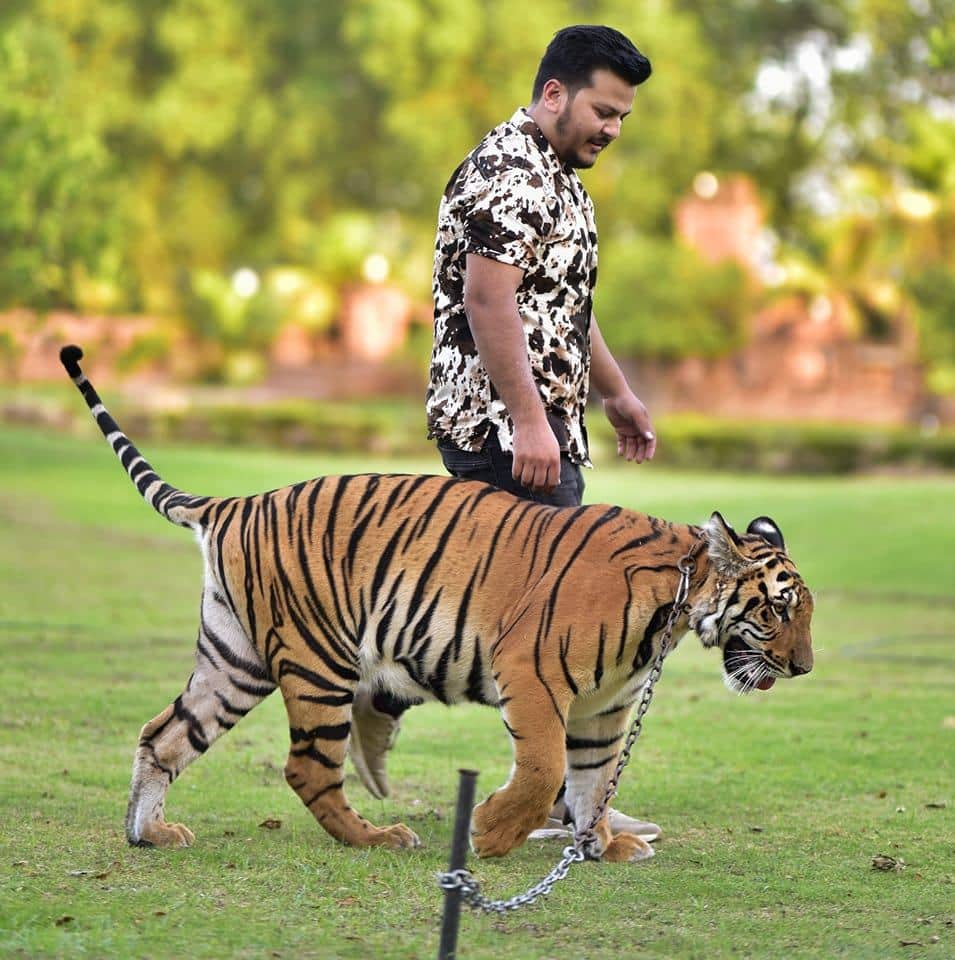 Nouman Hassan walking one of his pet tigers