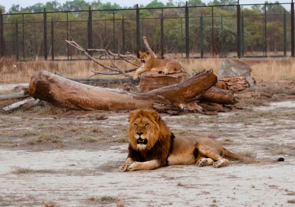 Pakistan zoo puts lions up for auction