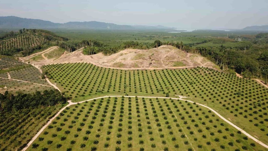 palm oils grown in monocultures