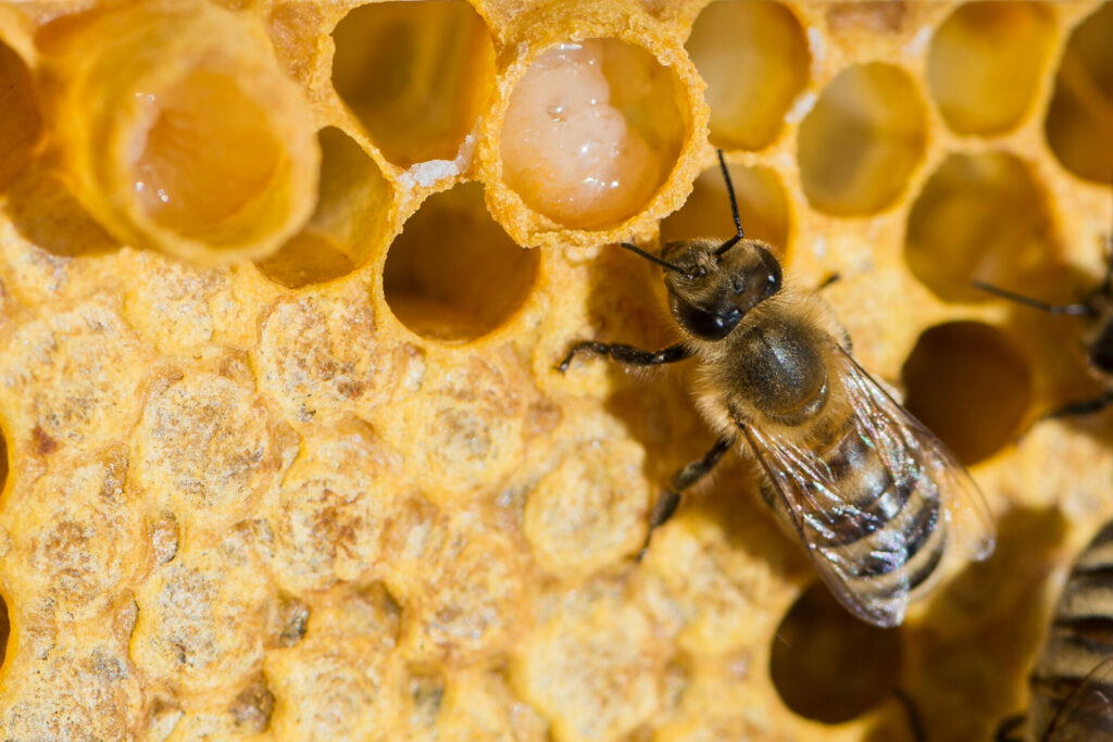 How do Bees Make Honey: The Buzz Behind the Jar - Carolina Honeybees