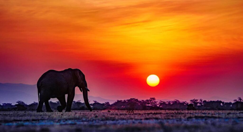saving elephants is also rescuing humanity