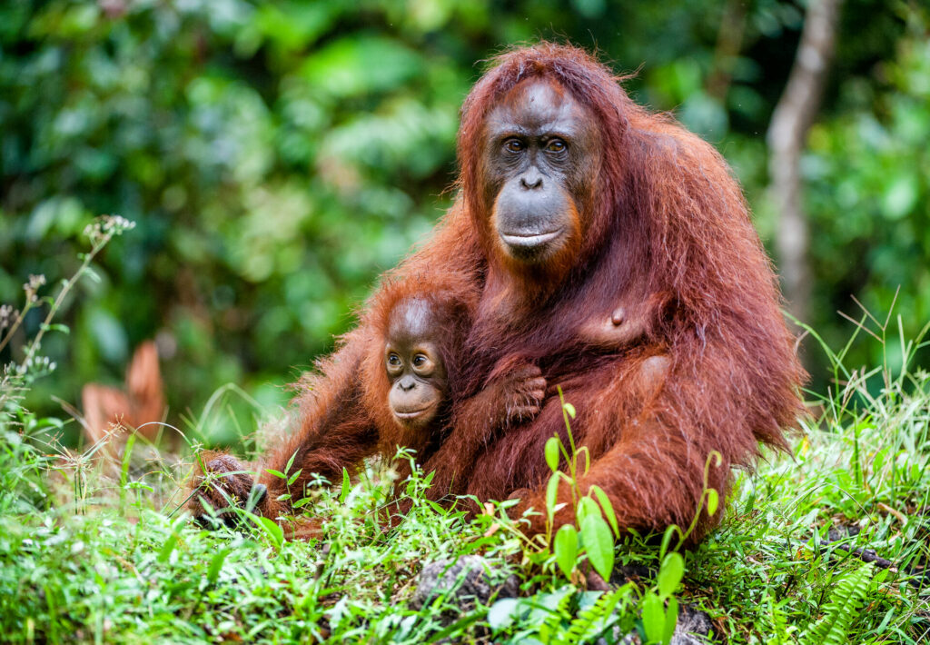 6 Ways to Avoid Palm Oil  Endangered Orangutans and Deforestation