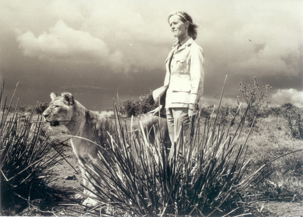 Virginia McKenna with lion in Born Free