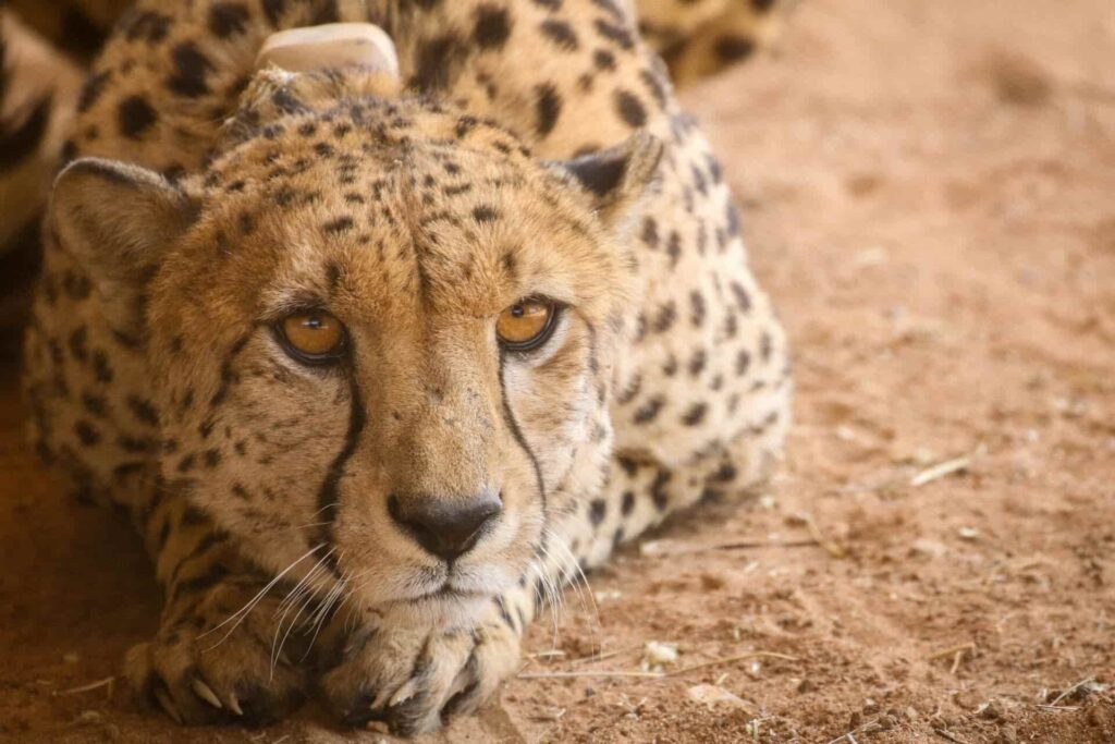 Cheetahs are back in India