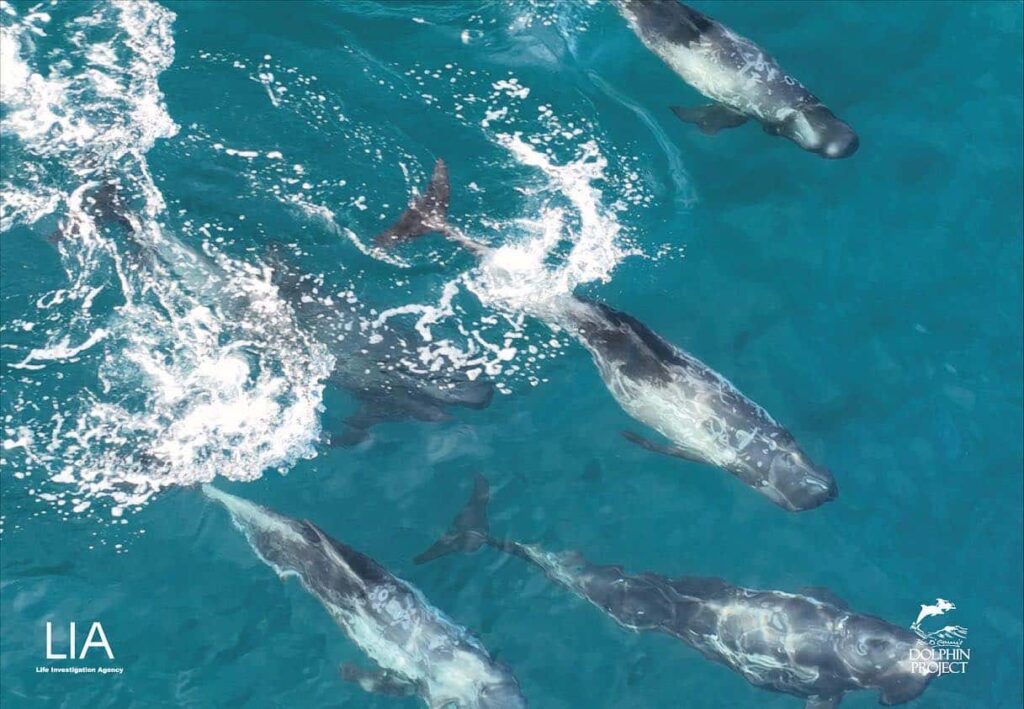 Dolphin Hunt