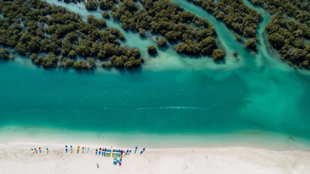 Fly Etihad adopt a free mangrove tree