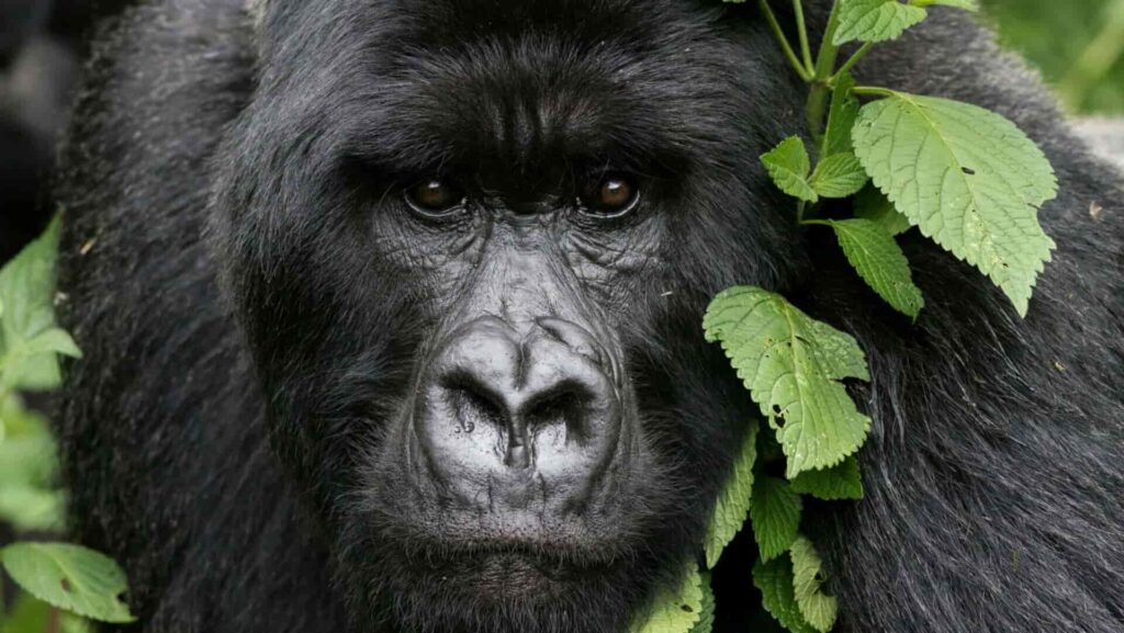 Gorillas in the wild