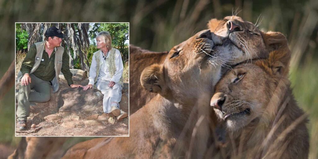 how born free legacy made roaring success of saving lions