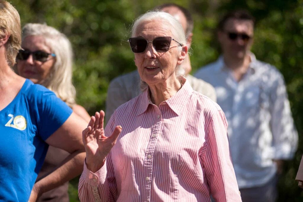 Jane Goodall ethologist who pioneered the study of chimpanzees